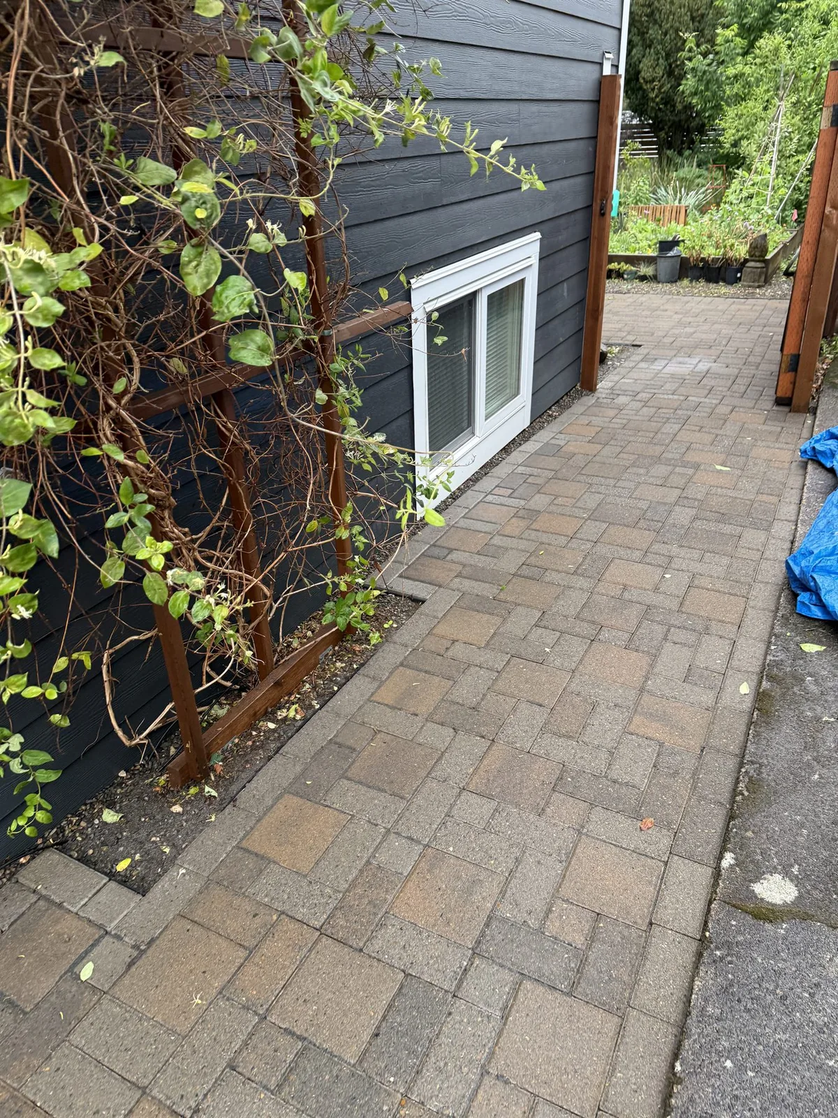 Portland paver walkway after moss and surface cleaning