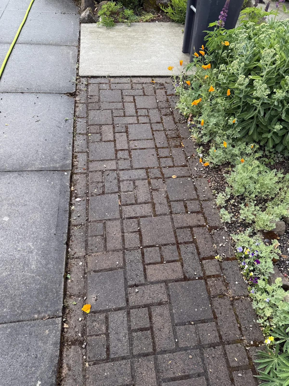 Paver walkway before cleaning with moss in the joints beside a garden bed in Portland Oregon