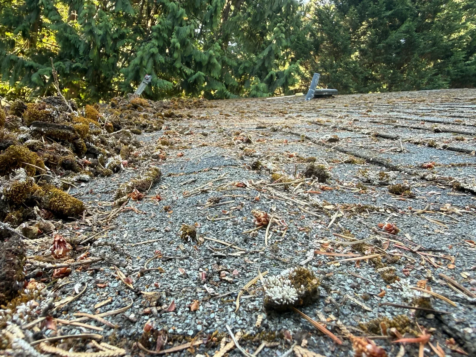 Loose moss clumps and evergreen debris across asphalt shingles in Portland