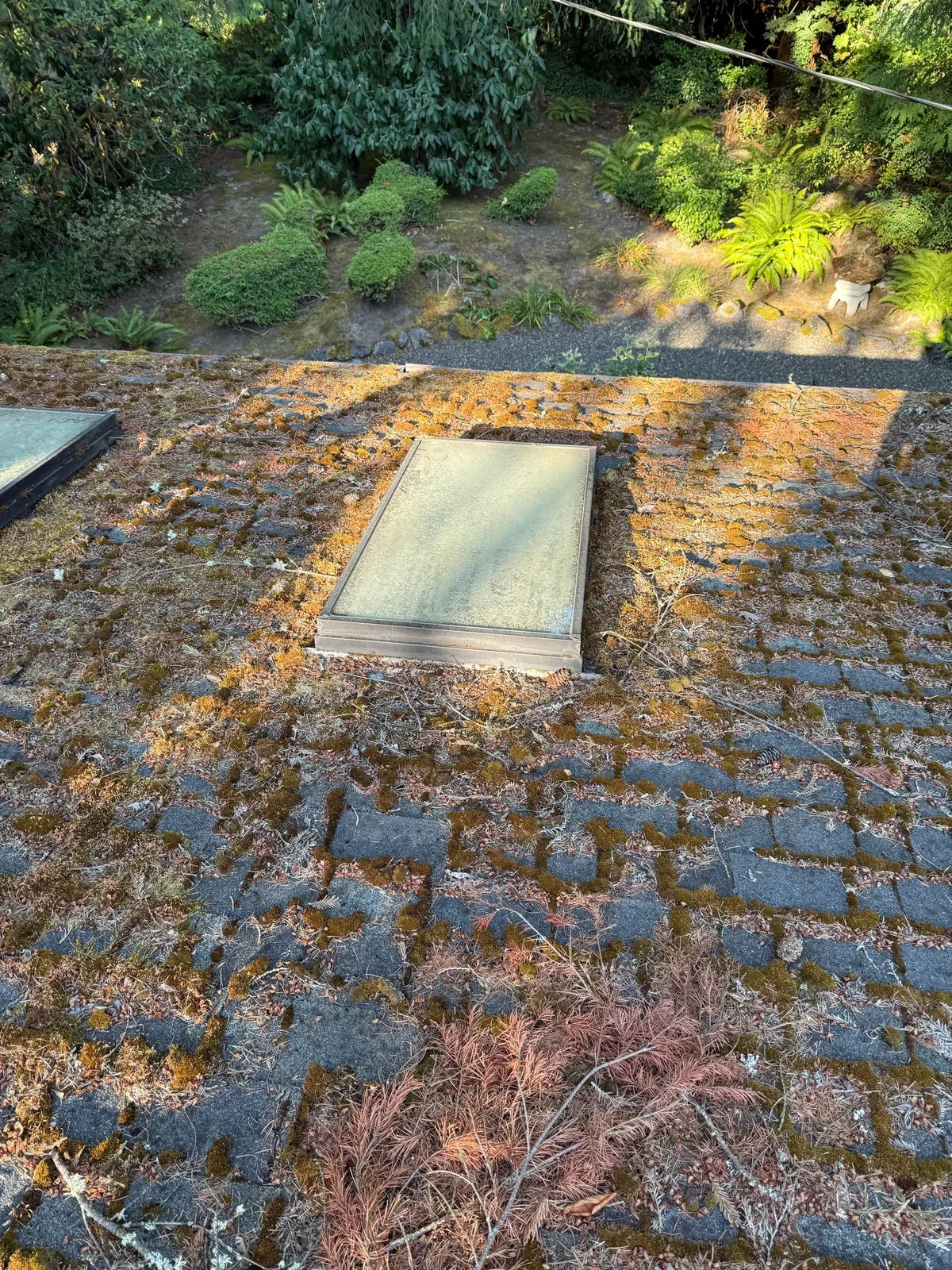 Heavy moss and tree debris around a skylight on a Portland asphalt shingle roof