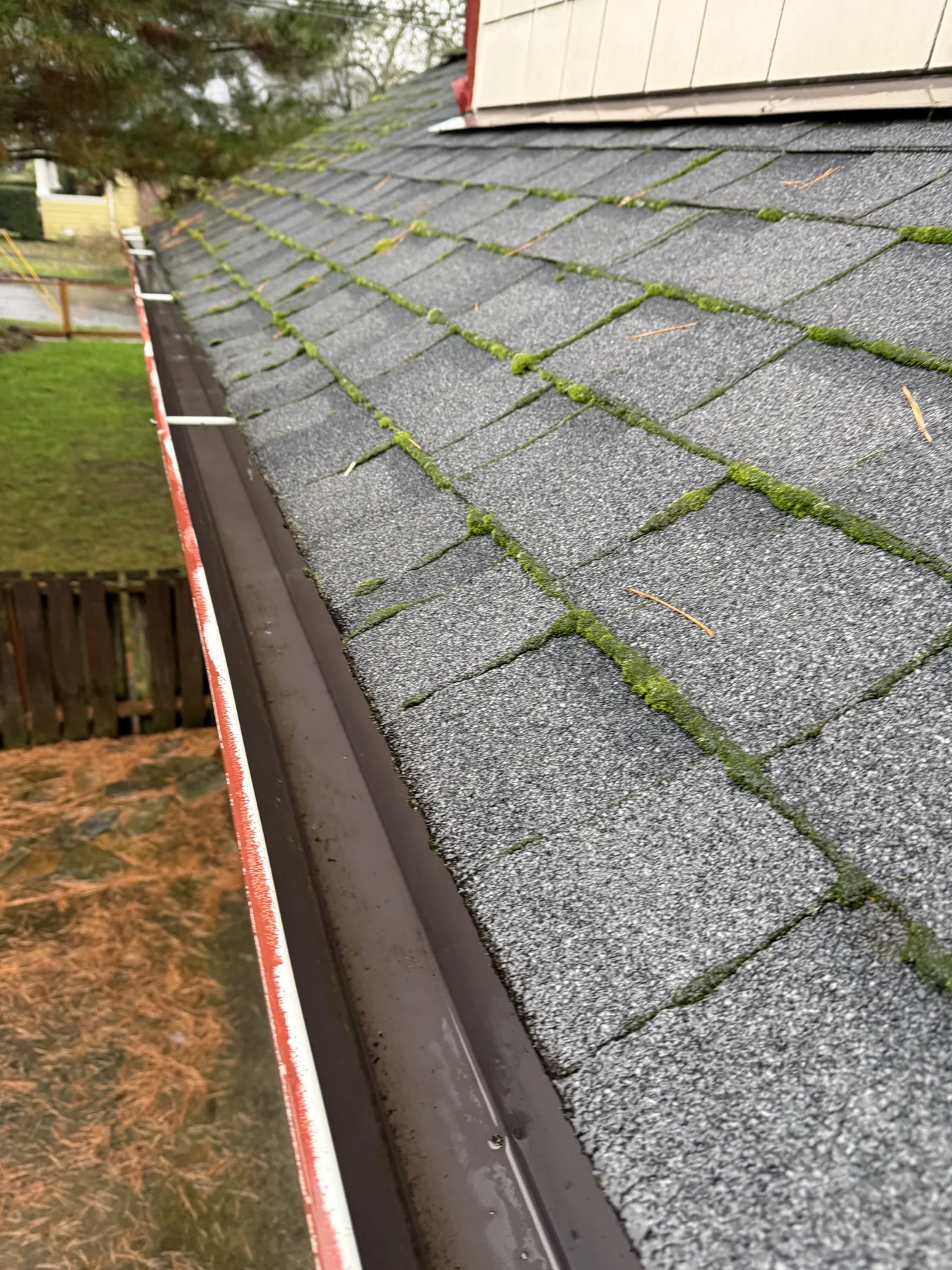 Light moss along asphalt shingles near a cleaned Portland gutter edge