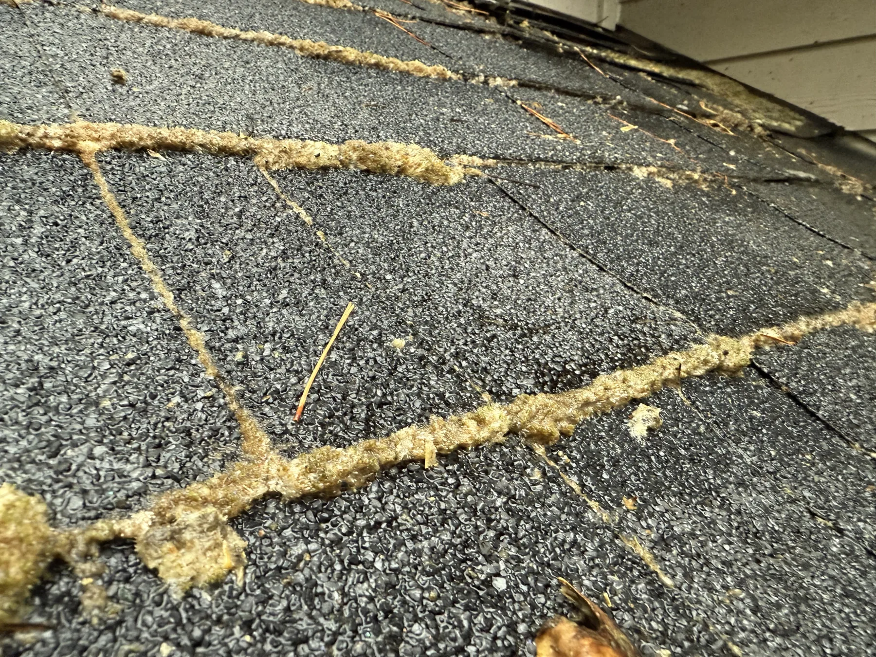 Light moss detail on gray asphalt shingles before Portland roof treatment