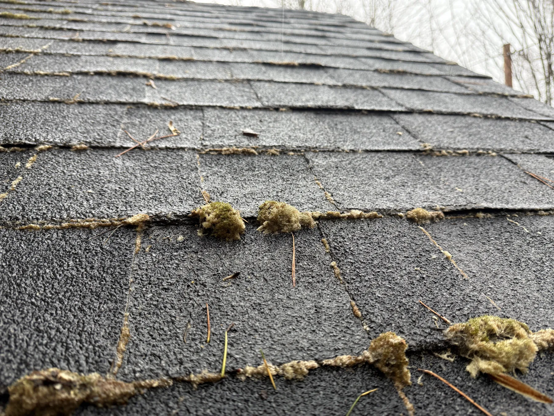 Closeup of light moss in asphalt shingle keyways before roof moss treatment in Portland