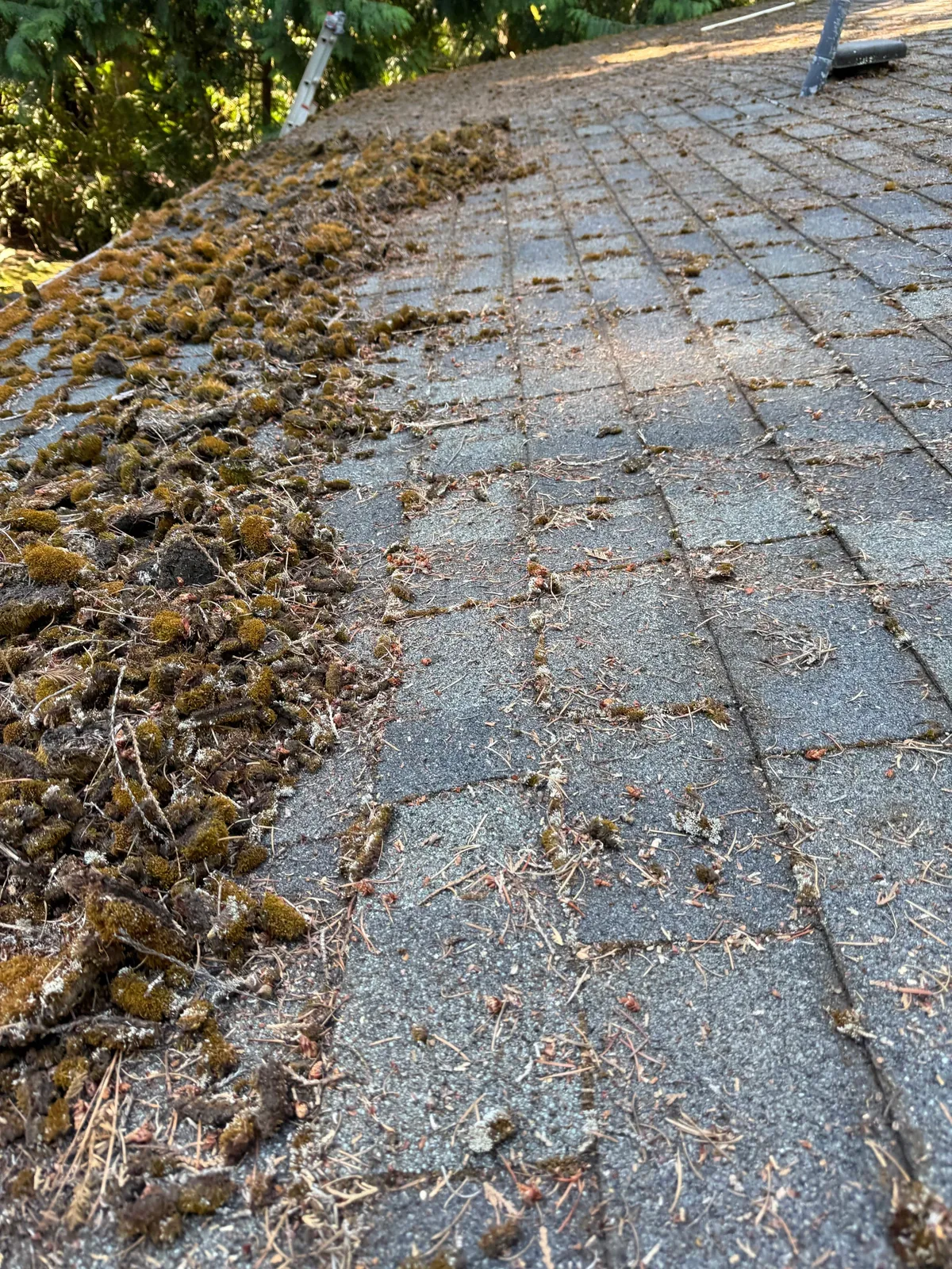 Close view of thick moss clumps needles and tree debris on Portland roof shingles