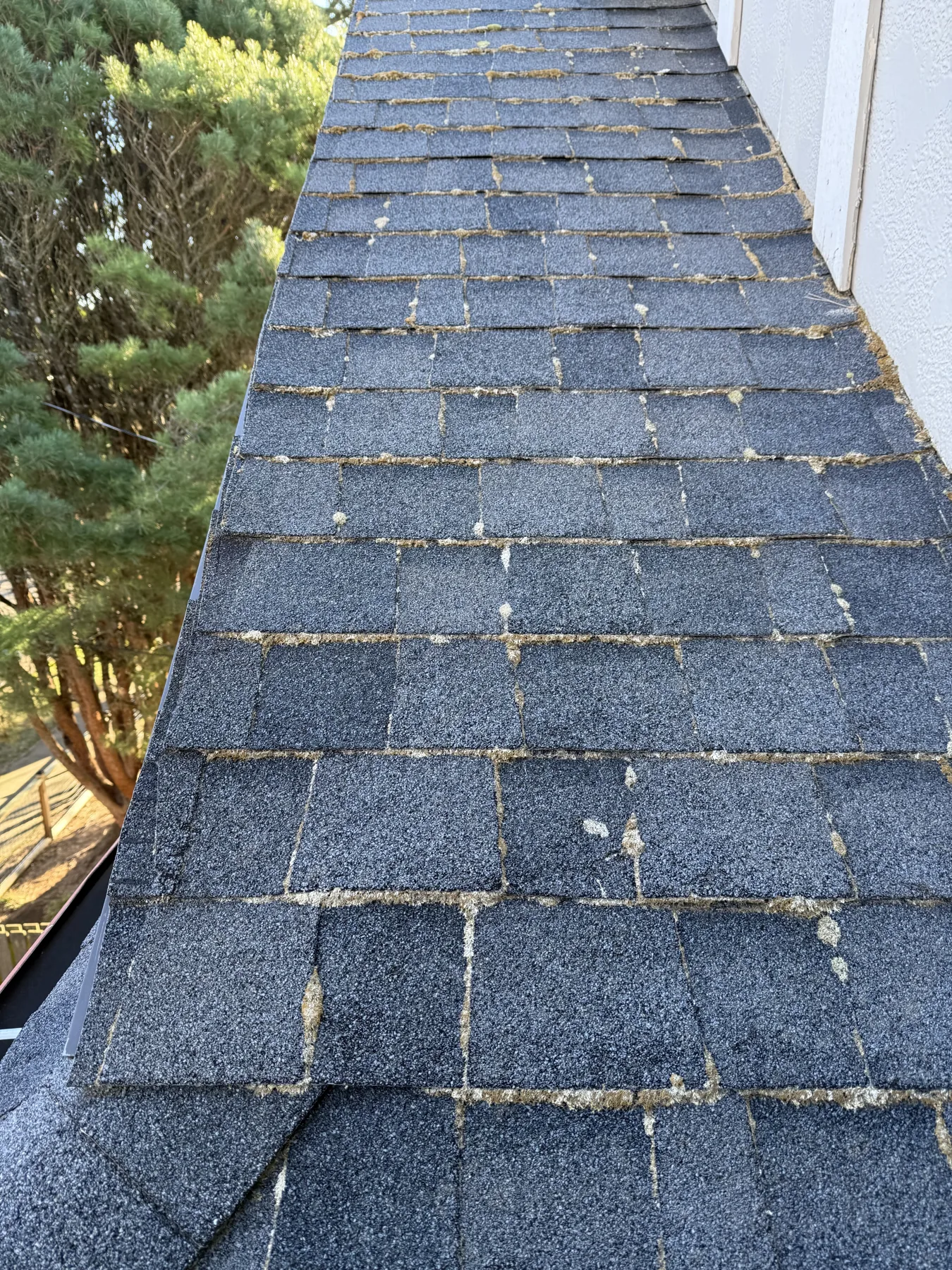Portland asphalt shingle roof slope with light moss before treatment