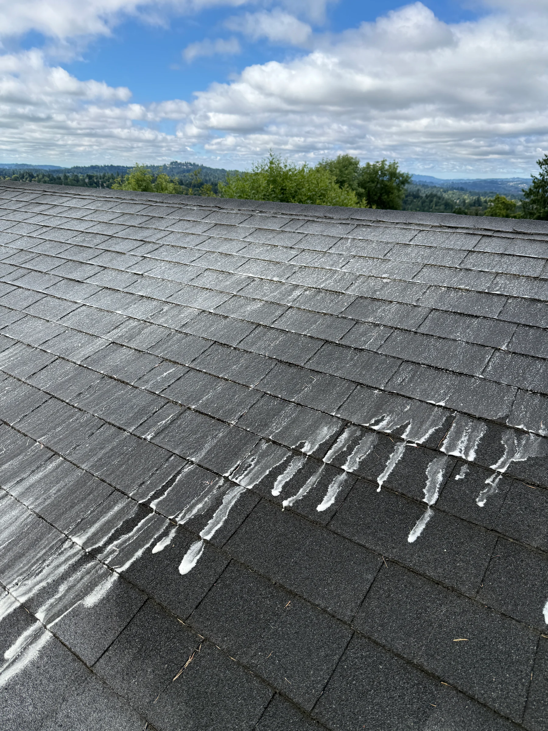 Fresh liquid moss treatment moving down asphalt shingles on a Portland roof
