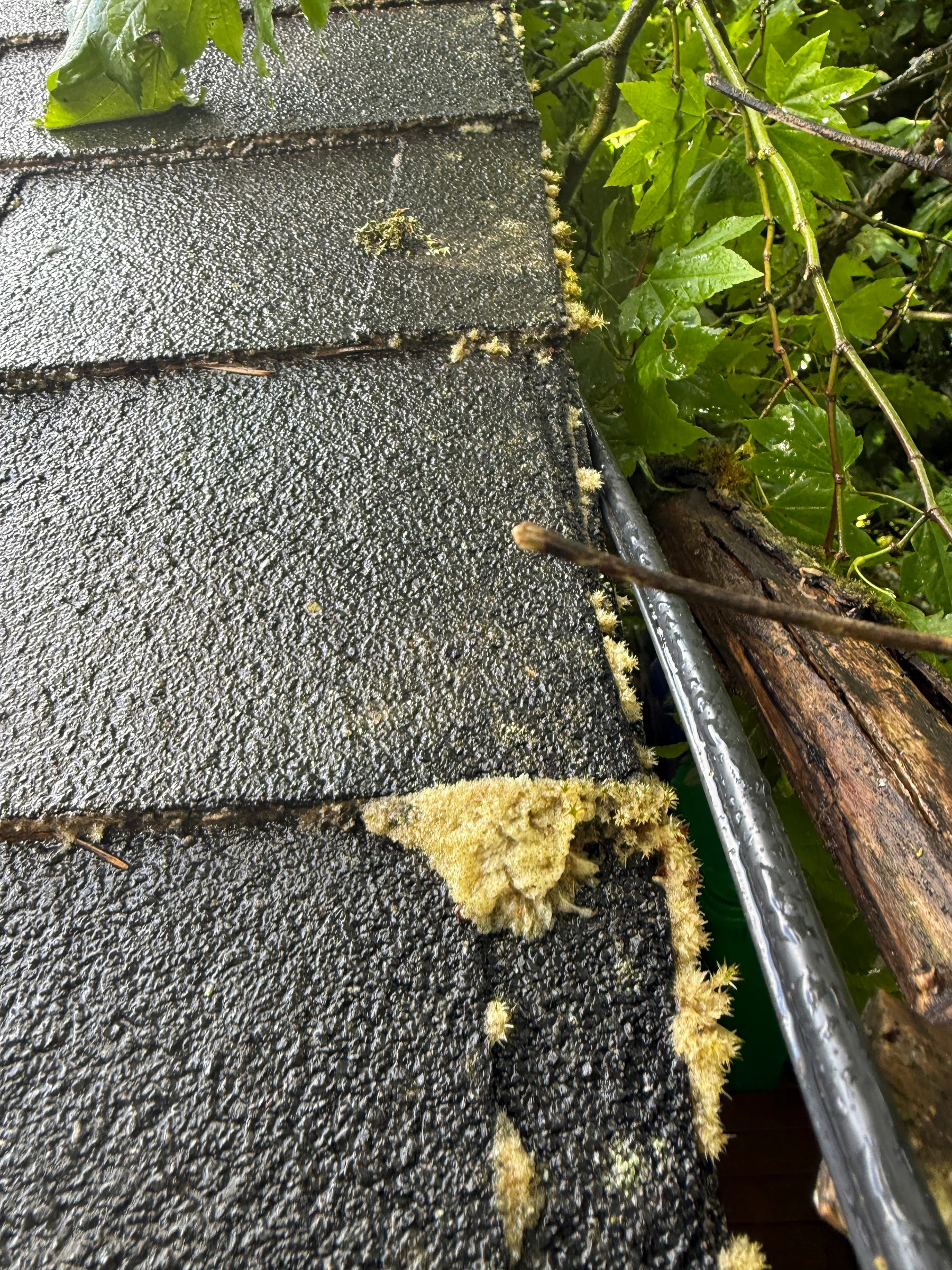 Pale treated moss along the edge of a Portland asphalt shingle roof beside leafy branches