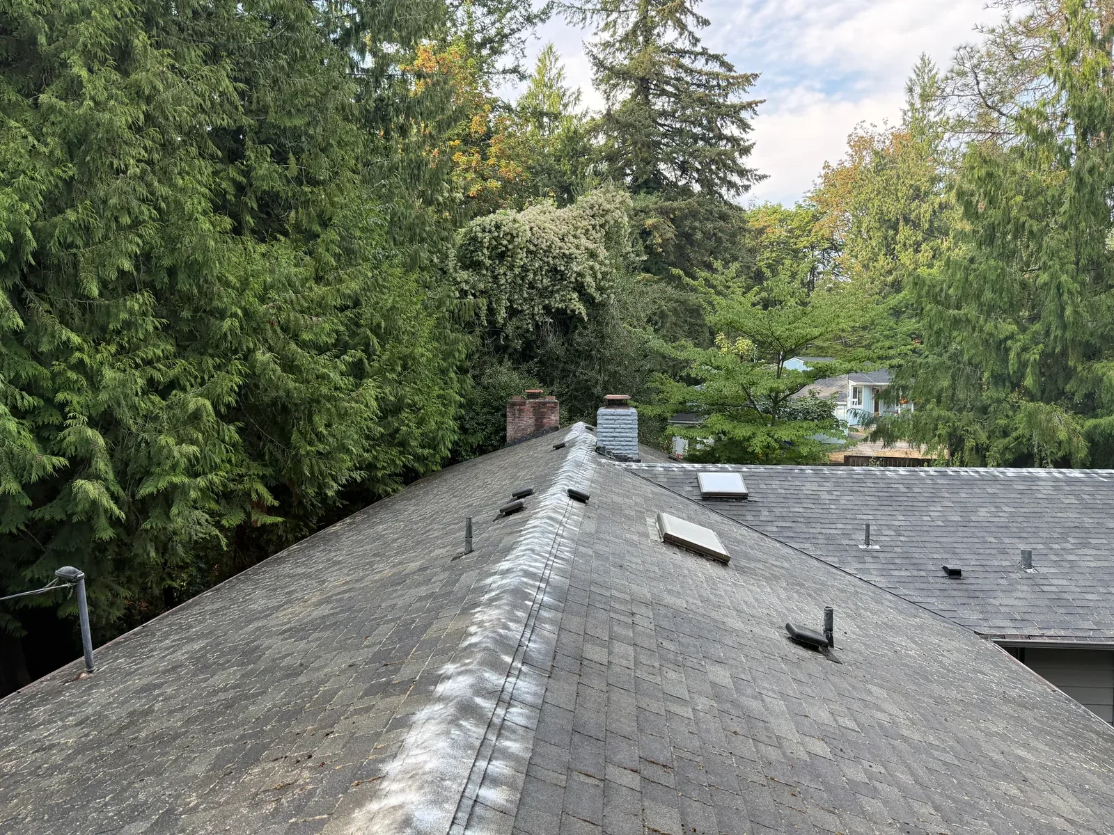 Portland asphalt shingle roof after moss cleaning with liquid treatment visible across the shingles
