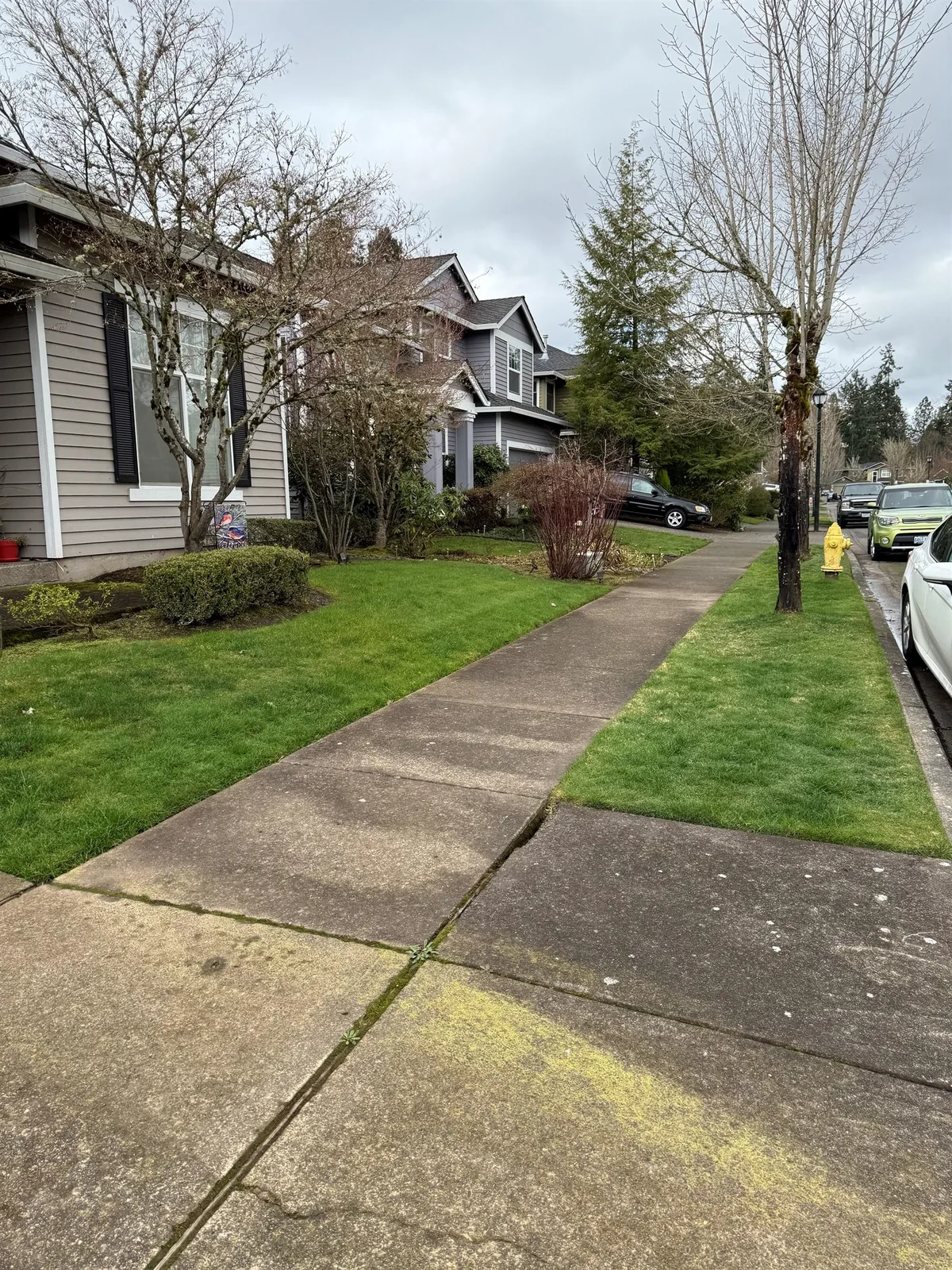 Moss and organic buildup on concrete walkway before cleaning in wet Oregon weather