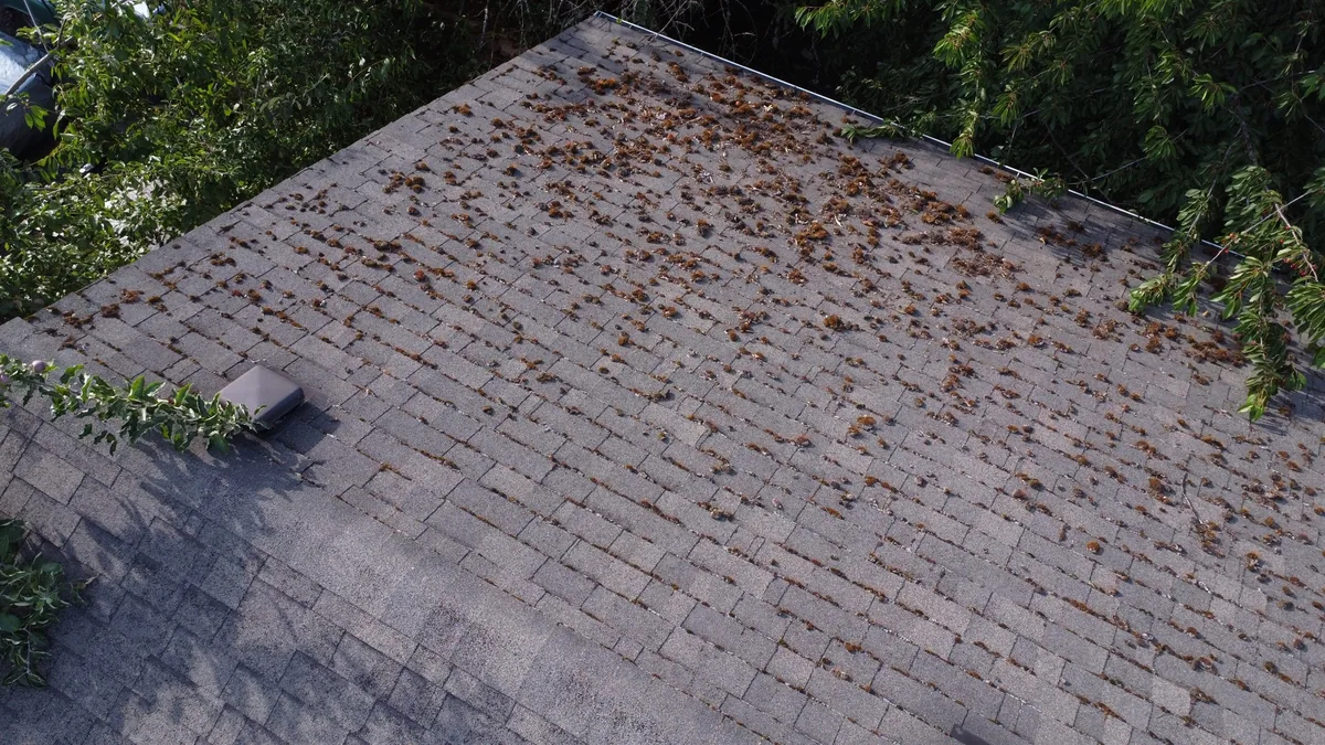 Roof moss on an asphalt shingle roof in Beaverton Oregon before roof cleaning