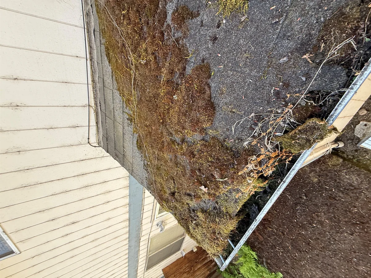 Heavy roof moss near a gutter on a Beaverton Oregon home