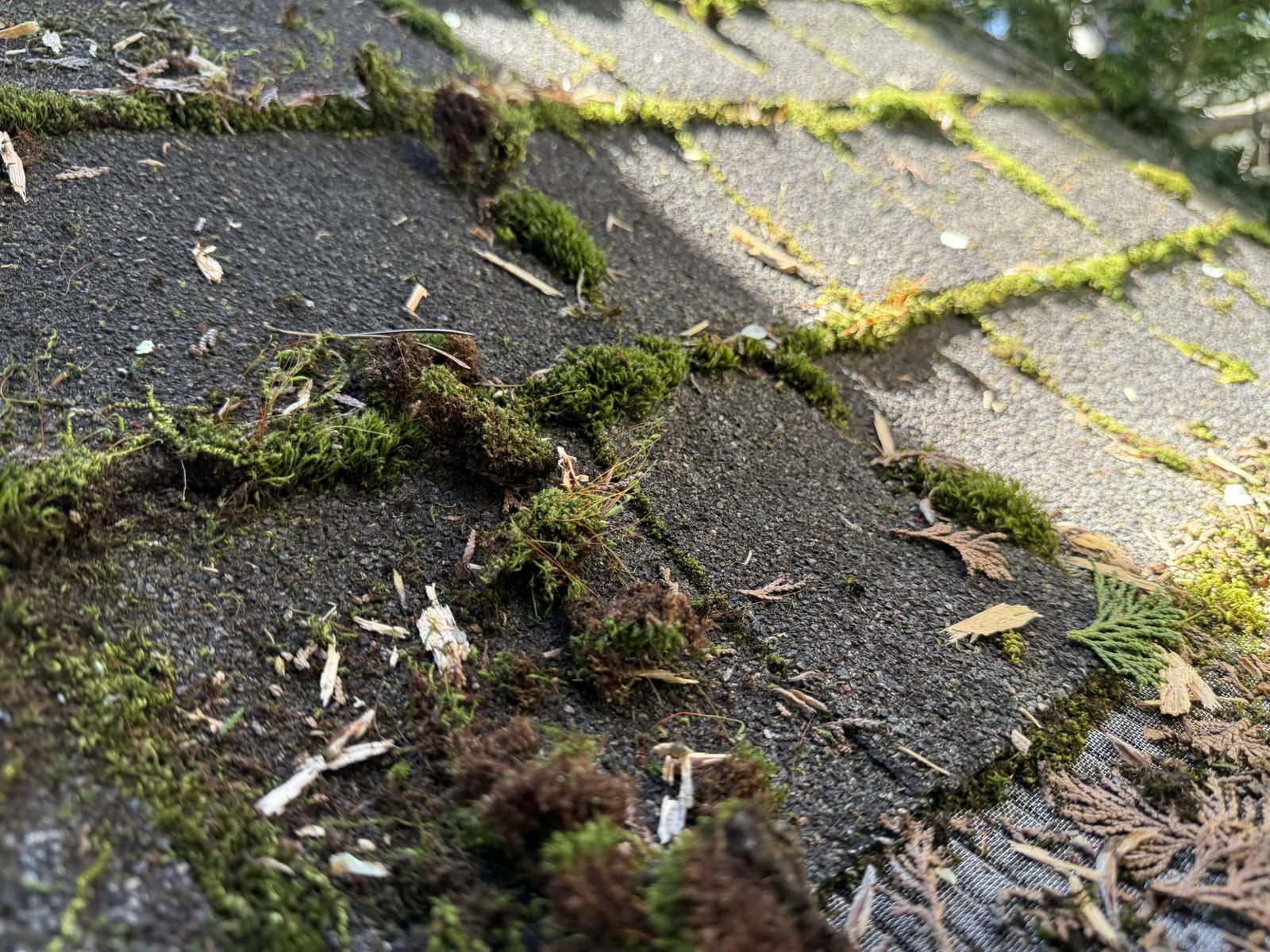 Roof cleaning example showing moss buildup and roof sections that may need manual cleaning before treatment