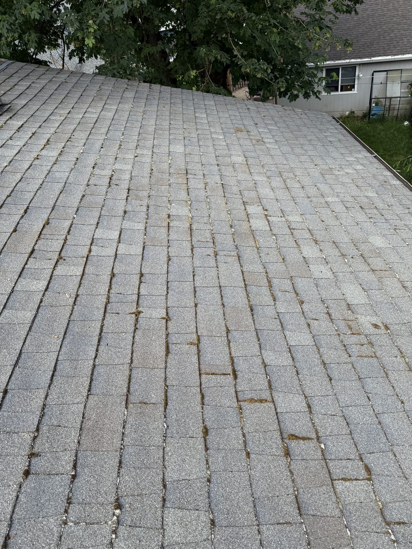 Light patchy moss on roof shingles that may be a good roof moss treatment candidate