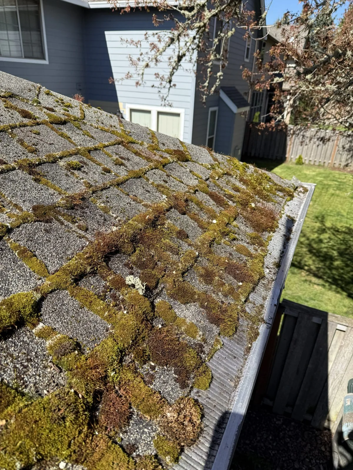 Liquid moss treatment applied across asphalt roof shingles