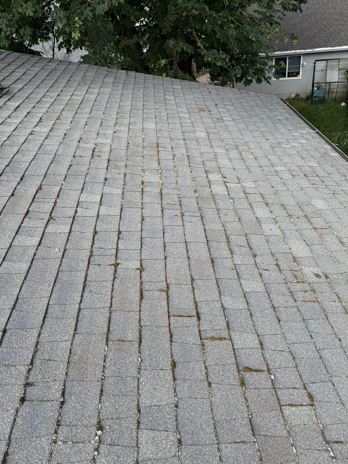 Patchy roof moss on asphalt shingles where maintenance treatment may be appropriate