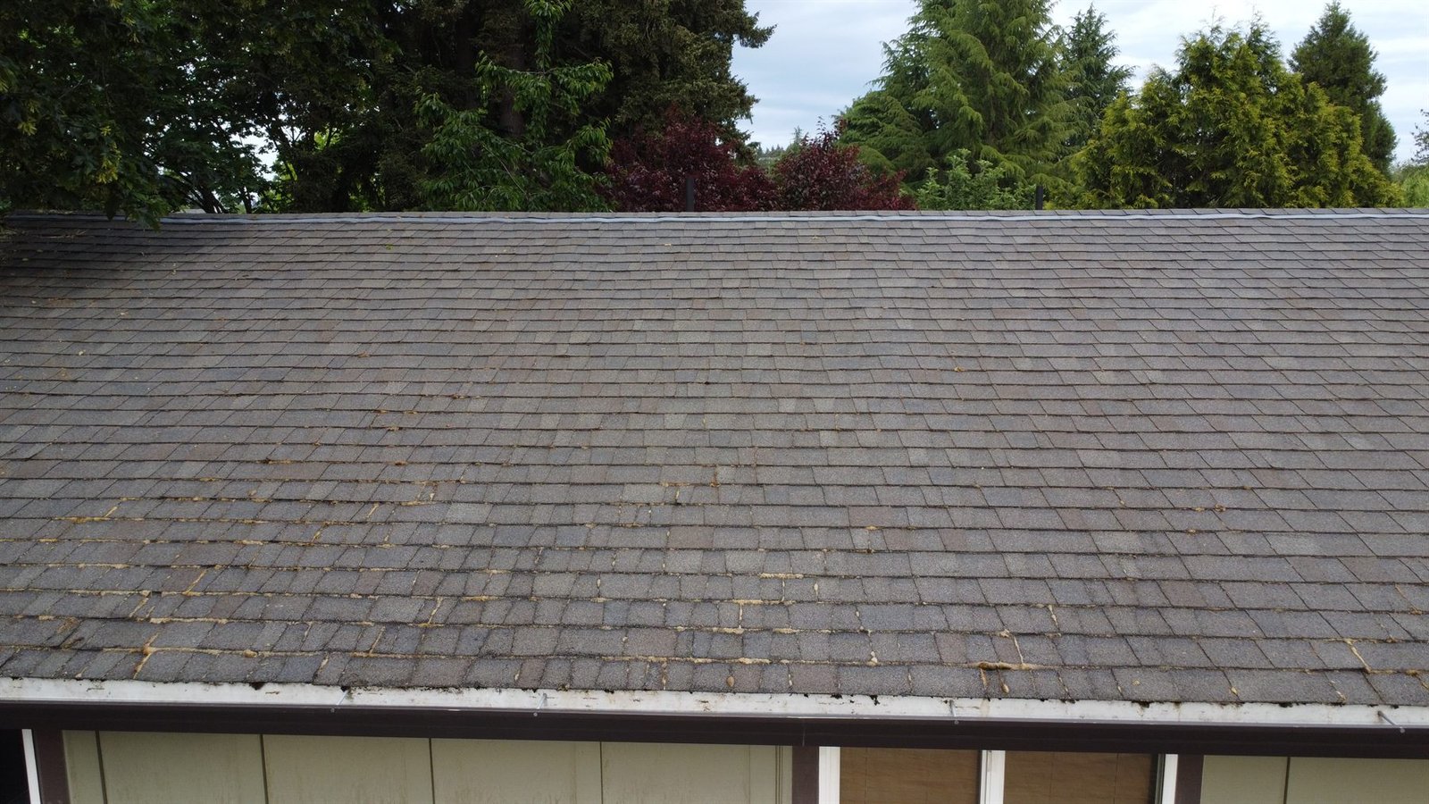 Light moss on roof shingles after roof moss treatment, showing a maintenance-level roof treatment example
