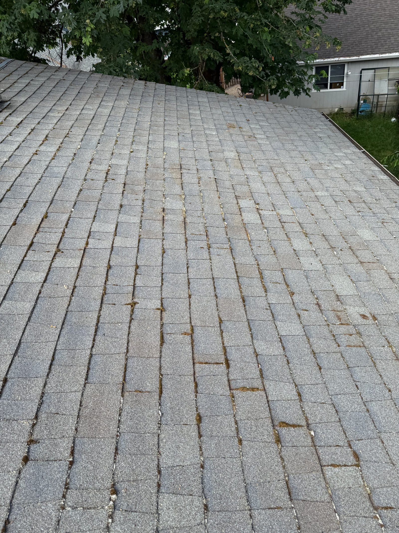 Roof before moss treatment for listing preparation