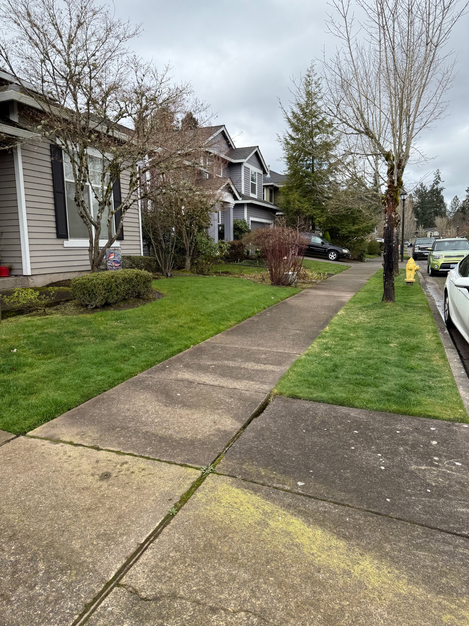 Concrete walkway with heavy organic buildup before surface cleaning in Oregon