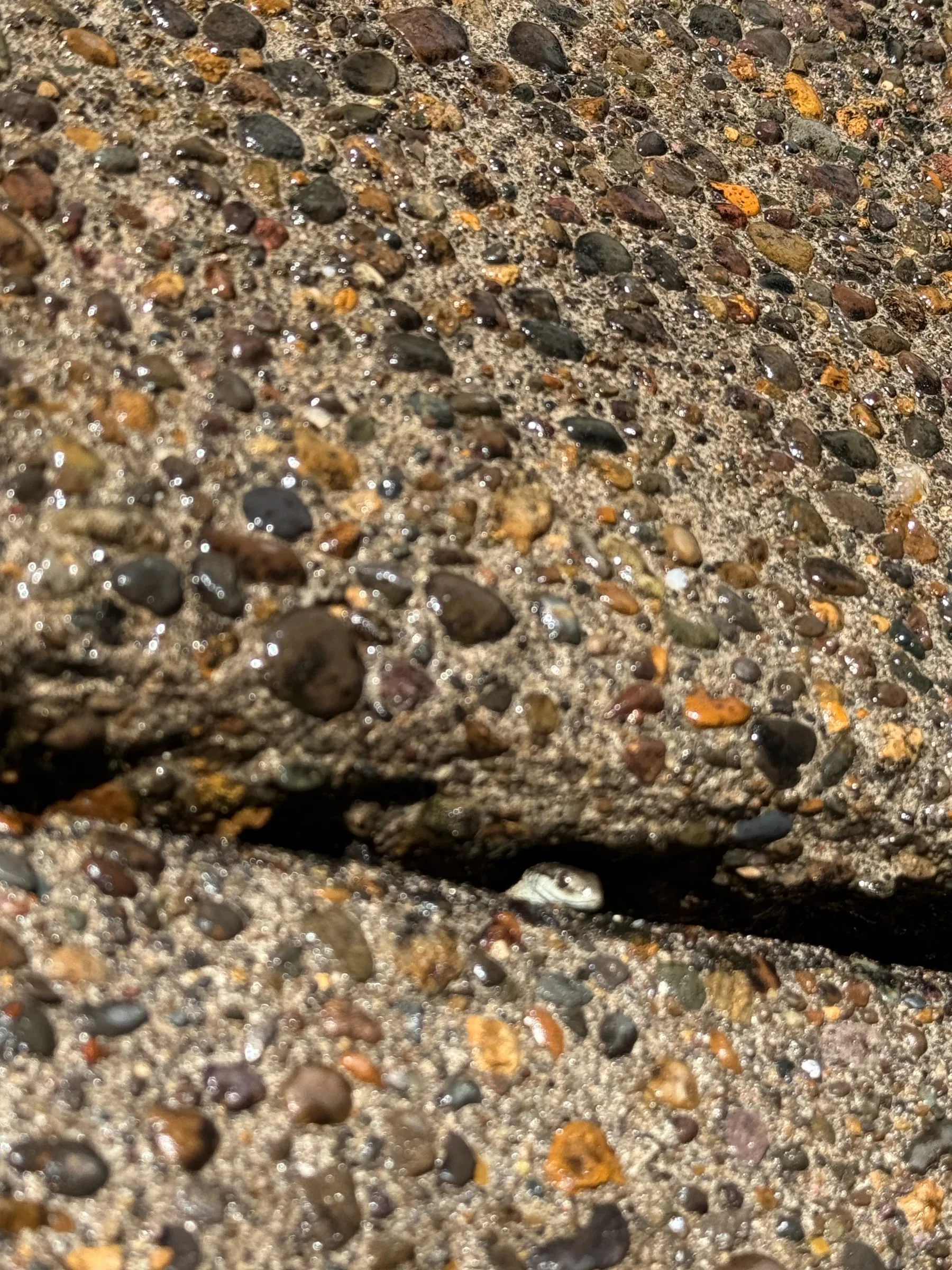 Close view of an existing crack in wet exposed-aggregate concrete