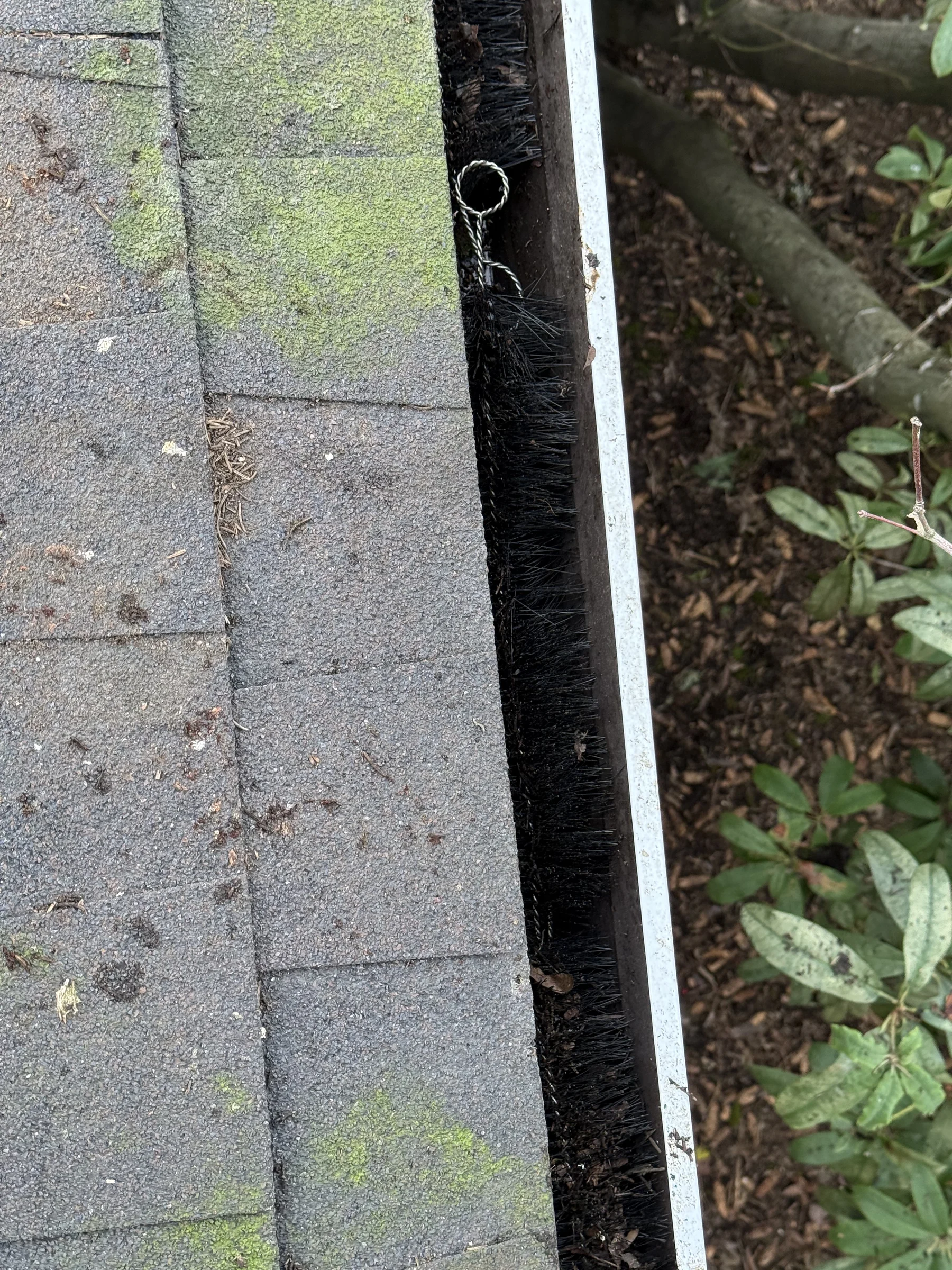 Full gutter packed with needles leaves and debris before gutter cleaning in West Beaverton Oregon
