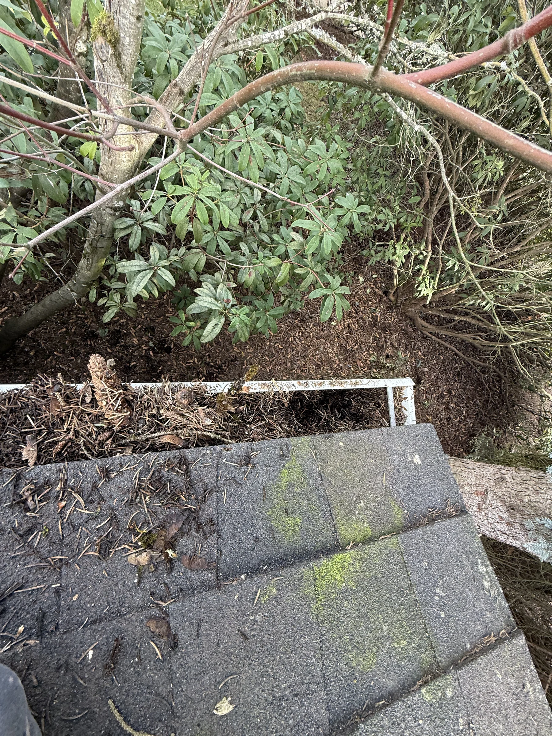 Protected landscaping below roof and gutter work during a West Beaverton roof cleaning project