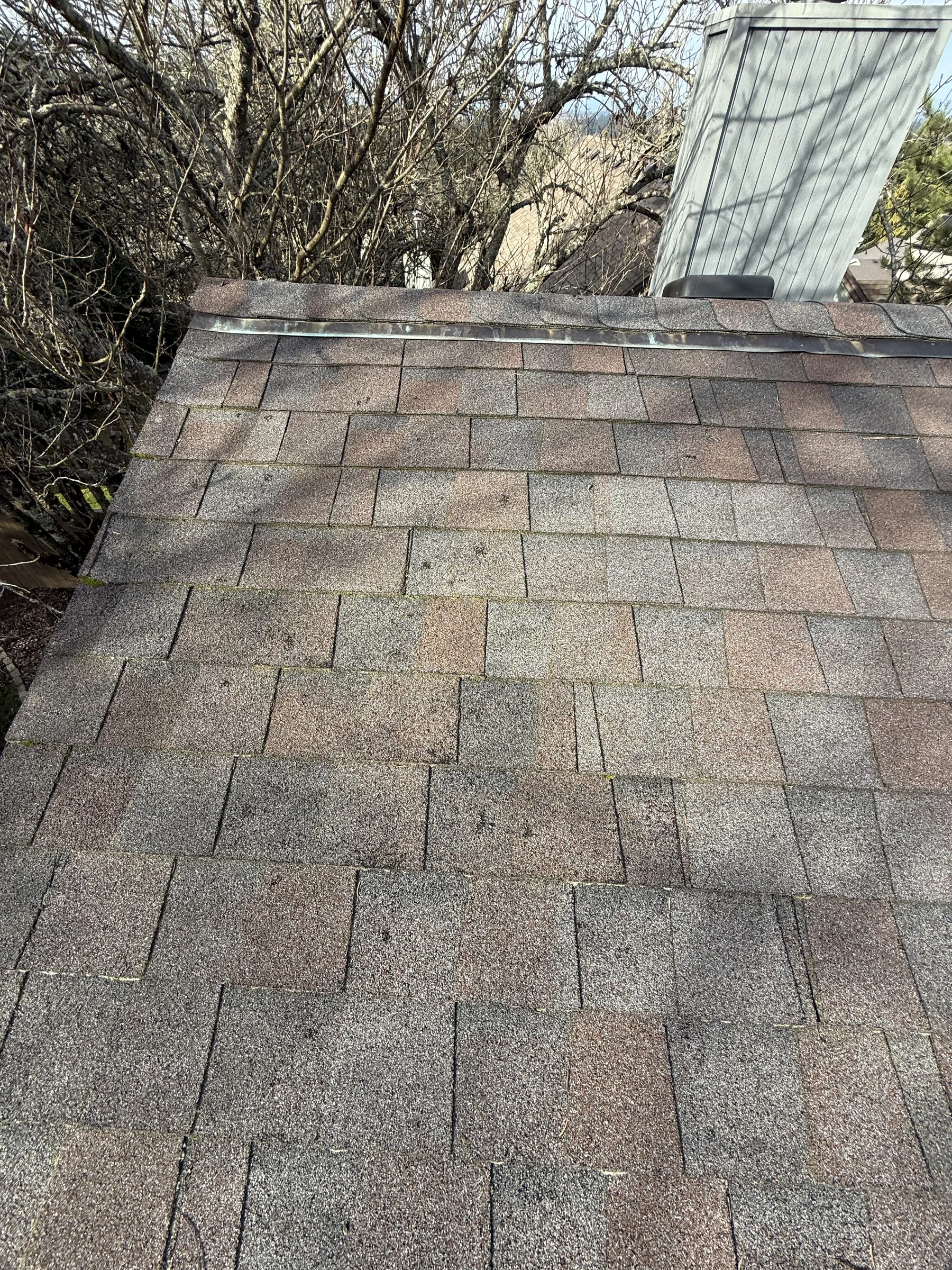 Asphalt shingle roof ridge after moss cleaning and treatment in West Beaverton Oregon