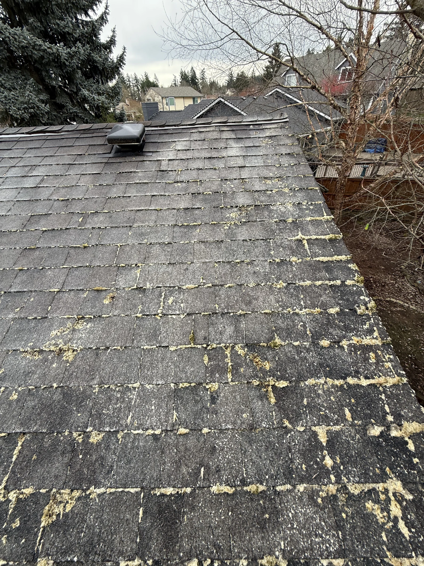 Wide roof view with moss growth in shingle keyways before treatment in West Beaverton Oregon