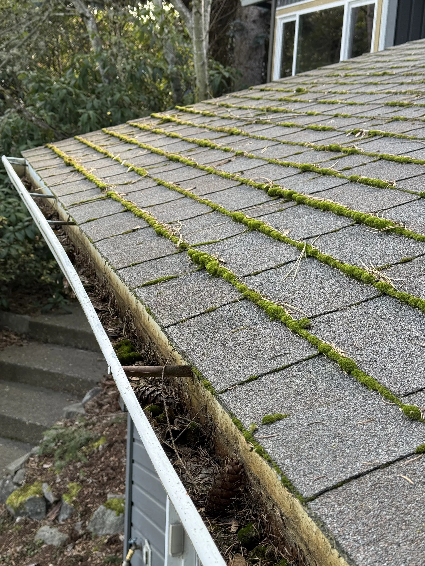 Moss growth along asphalt shingles and a full gutter before roof cleaning in West Beaverton Oregon