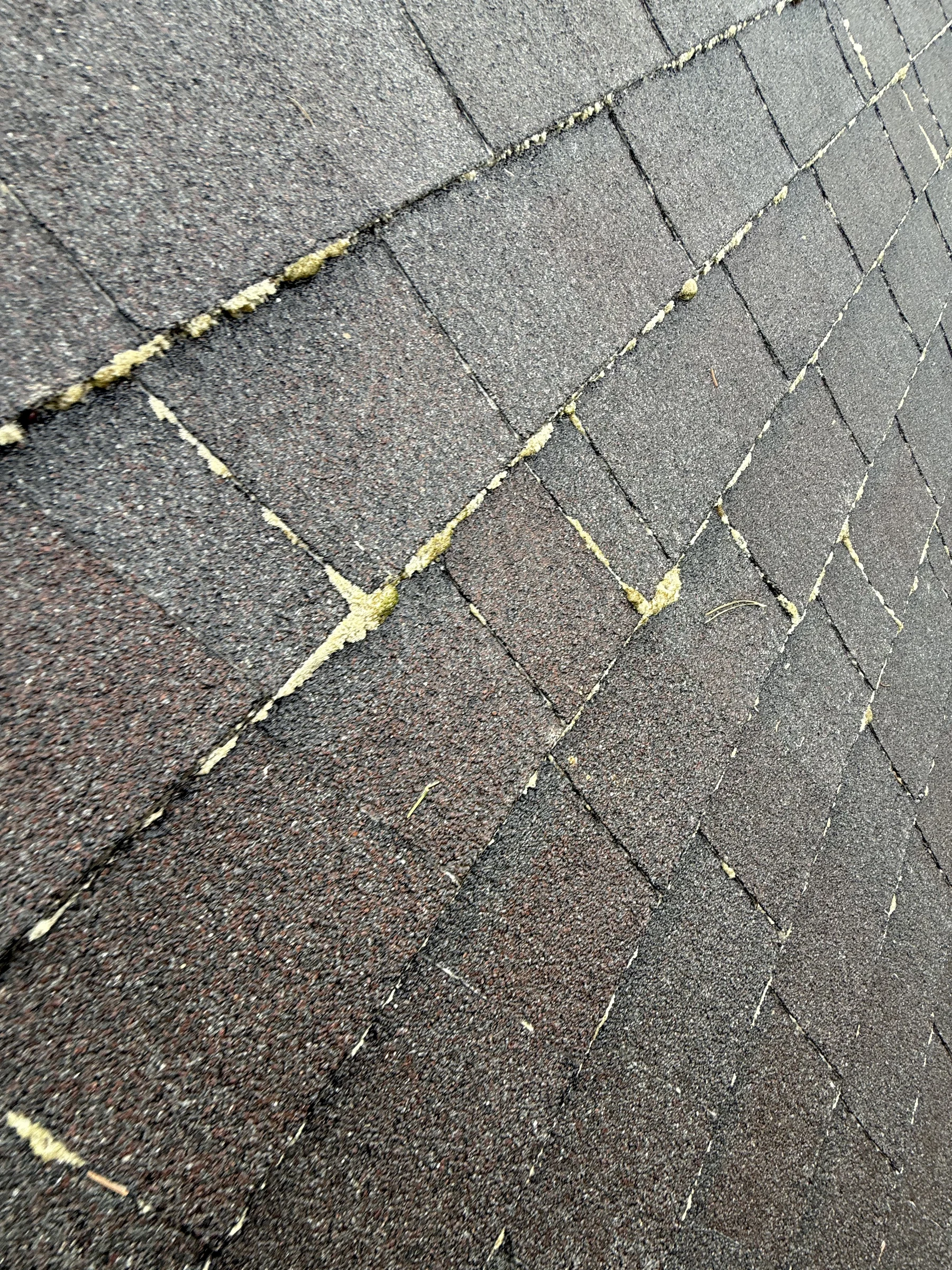 Close detail of moss growing in asphalt shingle keyways before roof treatment in Beaverton Oregon