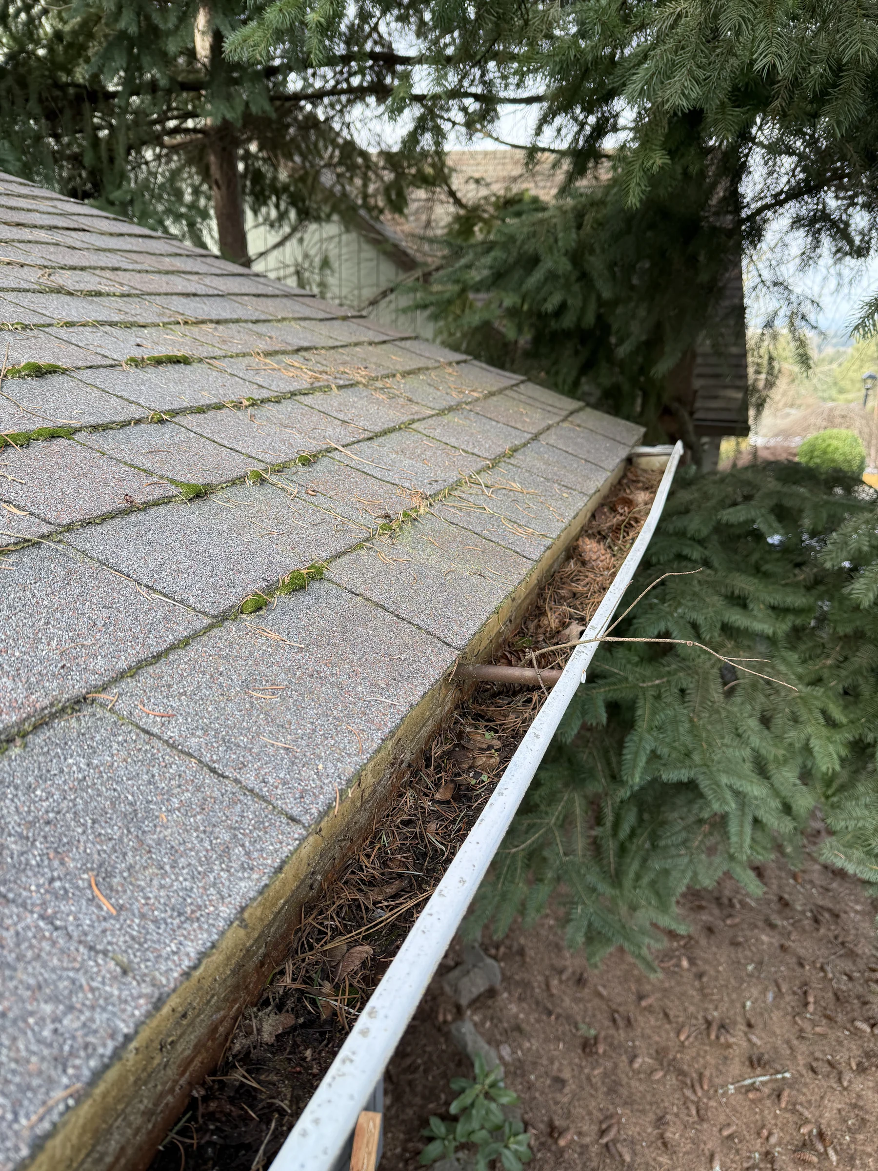 Tree-covered roof edge and gutter debris before cleaning in West Beaverton Oregon